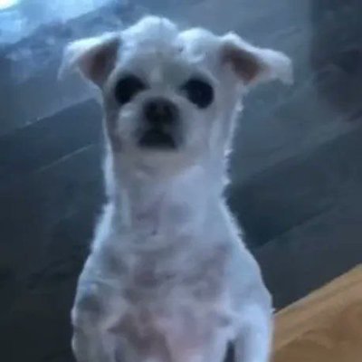 $SCRAP
XRP ALPHA DOGGO 🟦 🐶
First Memecoin on Firstledger leading the Memes