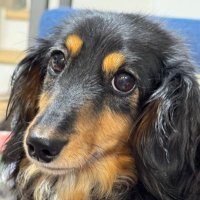 犬たたて氏🐕 (@chiwawadesuwa81) 's Twitter Profile Photo