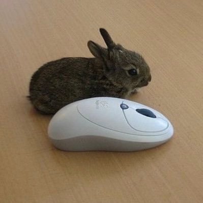 boodborne's profile picture. smoke at the door is siphonophore