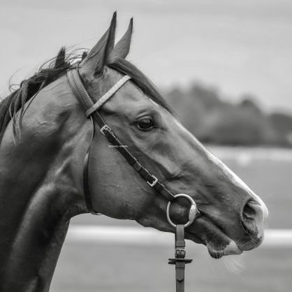 1° female jockey,trainer,owner, agent,doglover I've ridden with legendary jockeys Piggott,Carson,Eddery ,Reid,
Cash A, Swinburn, Cauthen and the best in Spain!