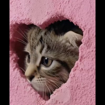 kapl1755's profile picture.