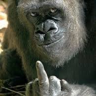 drakox4242's profile picture. 