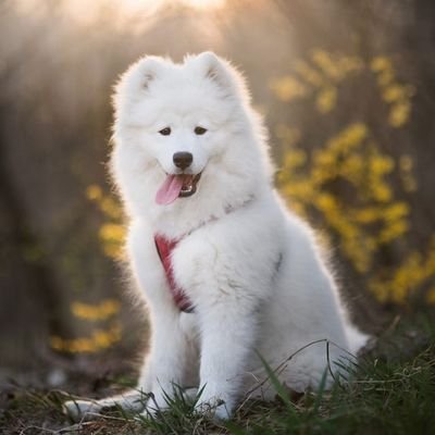 AnimalNature_01's profile picture. When Human Protects Nature and Animals, His own Life also Remains Safe and Happy🦮🌳🪺🪶🐾🐛🌊