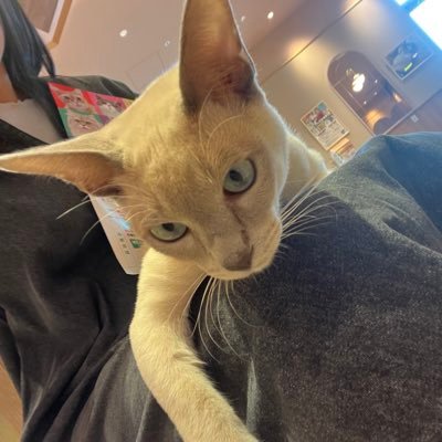 Pchan1_7's profile picture. 非接種💉❌ おっさん系女子🙋‍♂️でもお花が好き💐土日祝休みのお仕事👩‍💻 猫になりたい🐈行きにくい世の中で毎日生きてるのえらい！✨  おすすめドライヤー➡️ https://t.co/4wFvG7UrGl #PR #楽天アフィリエイト ↓楽天Roomやってます↓