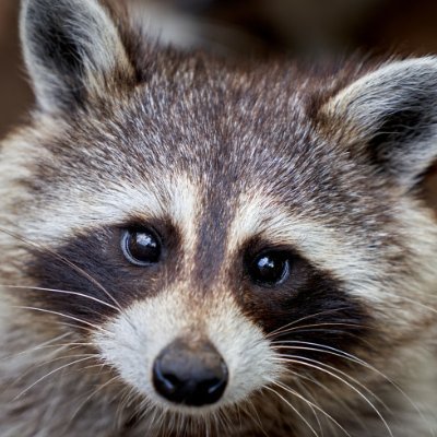 dido0000000's profile picture. Tabi 🟧 @Atleta_Network