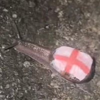 🏴󠁧󠁢󠁥󠁮󠁧󠁿 patriot snail 🏴󠁧󠁢󠁥󠁮󠁧󠁿 (@pickering0077) 's Twitter Profile