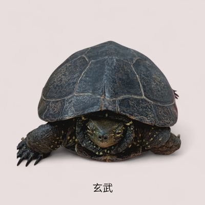 furiizaaa60's profile picture. カメ好きの還暦独り身おばちゃんです。旧ツイッターでは「さとちゃんBBC」を名乗ってました。クサガメ5匹、アカミミガメ2匹飼っています。無言フォロー失礼します✨