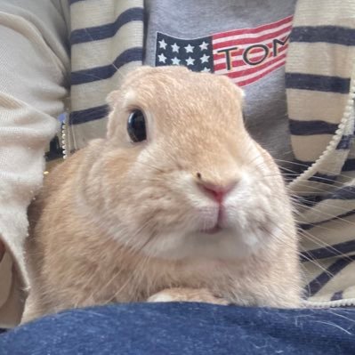 i love rabbits, funny videos, old school music R&B Rock Dance LA 海、船 、車 うさぎ&もる飼い Sorry No DM 出会系なし❎ 好きな本は森の生活Walden🏞 ✝️ Rubio🧡 フォロー終了しました