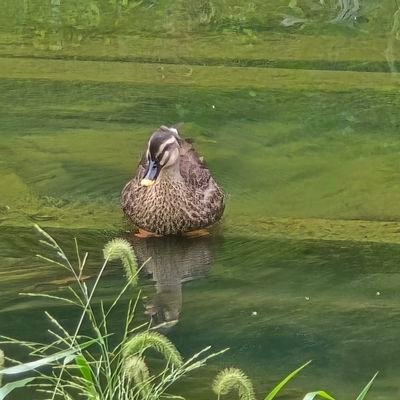 Citizeninch's profile picture. 