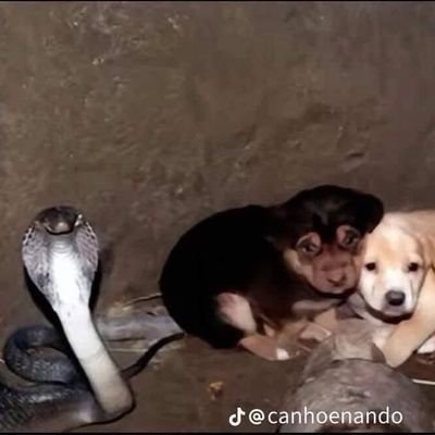 urfavmisery's profile picture. .