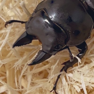 Kai_snowtrain09's profile picture. フルストルファー/ニジイロ/自己採集オオクワ/自己採集ヒメオオ