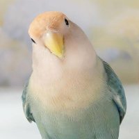 ぼっちっち (@moco2025) 's Twitter Profile Photo