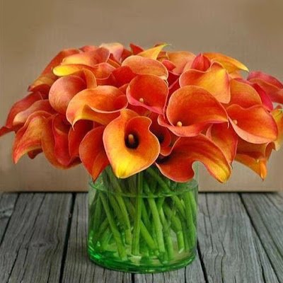 saraharobin88's profile picture. 