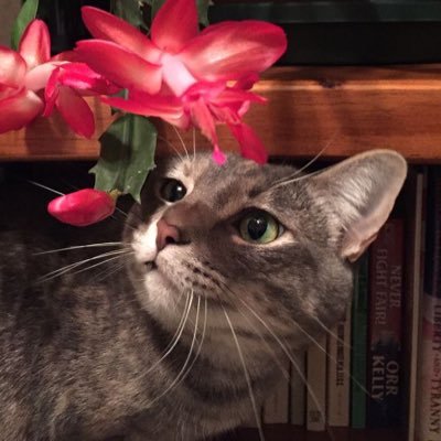 lilysnocturne's profile picture. 