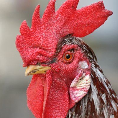 Paul42073461's profile picture. The rooster may rule the roost, but the hen rules the rooster.