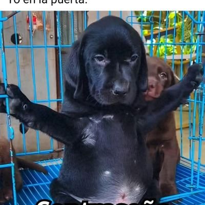 JosLuis11576991's profile picture. 