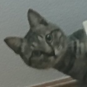 た。さんのプロフィール画像