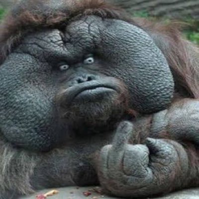Toti000443819's profile picture. 
