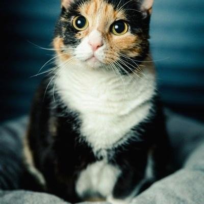 amankan_9191's profile picture. コインの話をのんびりゆるっと。
ニュースも小ネタも、肩の力ぬいて楽しもう💡