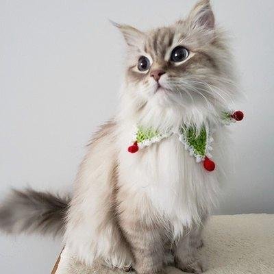 AnupKum35203660's profile picture. 🚀 Building the future, one idea at a time | Always learning