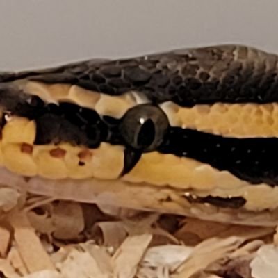 Ilikerecoil556's profile picture. 