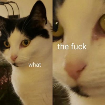 brwndoggo's profile picture. local man ☩