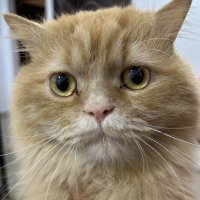 Oscar (@oscargoprocat) 's Twitter Profile