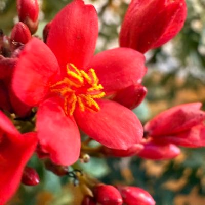 LeelasVoice's profile picture. 