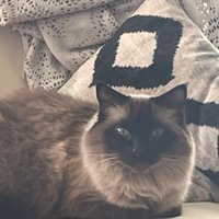 ThreatToIdiocracy👠 (@badfascists) 's Twitter Profile