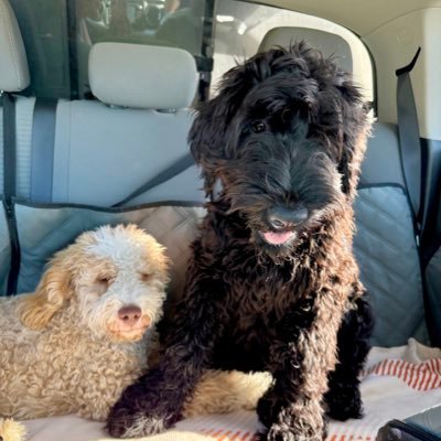 Two service dogs in training. Miso the Bernedoodle(03-04-2025) task: Psychiatric Therapy. Nori the Giant Schnauzer(03-21-2025) task: Protection.