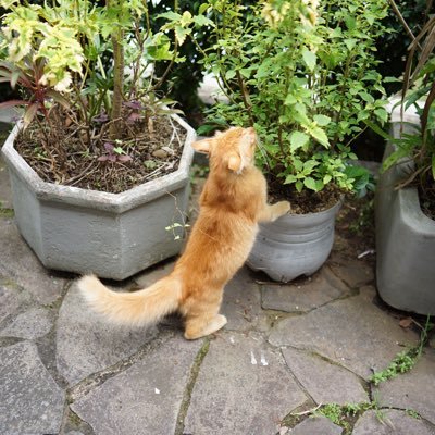 adolfsubianto's profile picture. 