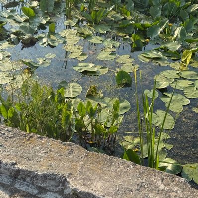 lohank45's profile picture. 