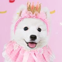 princess collie!! π (@flufflepuppy) 's Twitter Profile