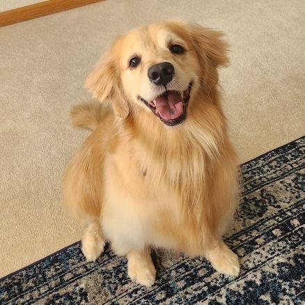 CharBarr9's profile picture. America loving Patriot and Conservative, 
Married,
Colorado born and raised, Golden Retriever addict ❤️🌲🐕
#MAGA