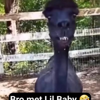 npesta gif spammer, i just tweet sometimes its really bad tweets priv is @rewicpriv i NEVERR goonpost so be ready for that lol (PHOTOSHOP COMMS OPEN DM ME)