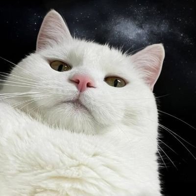 twtqnn's profile picture. 金融 | 区块链 | 人工智能 | 交易 | 电子商务 |内容创作者