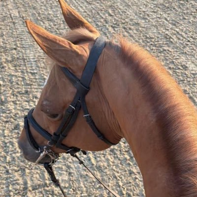 Yvopfn's profile picture. 🇮🇶 15| Co Owner @rvlesport 🐉💜| alhamdallah