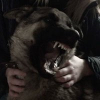 KEEGAN (@roadkillcorpse) 's Twitter Profile