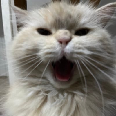 cookysrightear's profile picture. my pronouns are we/we're because my wife is included in everything i do