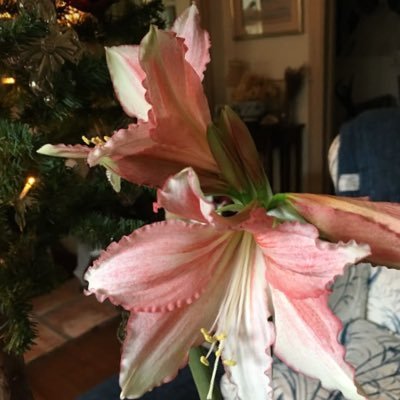 Drbatoola's profile picture. PharmD student at @_PNU_KSA 🩺