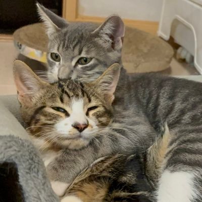 更新しているのは、マロンとソナの友達で、16匹の保護猫と暮らしている人…の親戚。猫達と仲良くなるために、悪戦苦闘してます。里親さんを探している子も多くいるので、少しでも皆の魅力が伝わるよう、YouTubeに猫達との暮らしをあげ始めました!みんなの姿、見届けて貰えたら嬉しいです☺️