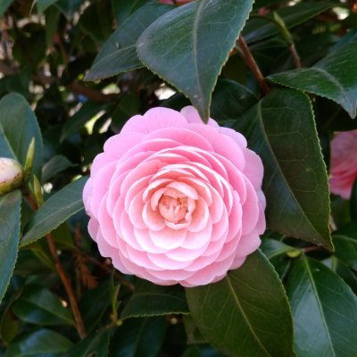 ErinaMaya0324's profile picture. 和をもって尊しとなす。
自分は自分で人は人。
沢田研二さん、BUCK∞TICKのファンです。