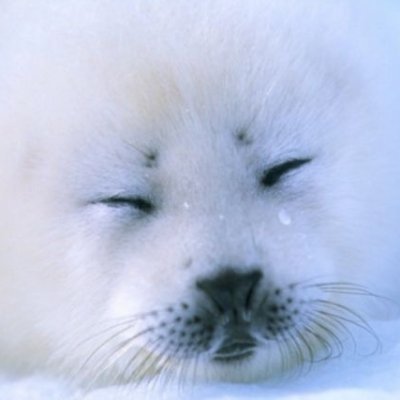 SealAimers's profile picture. #sealAim
https://t.co/Ce1akhtDd6