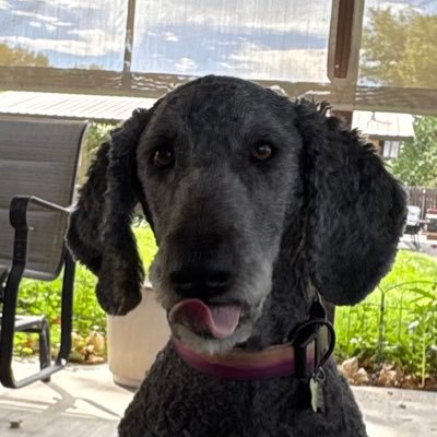 ZedLepplinV2's profile picture. 