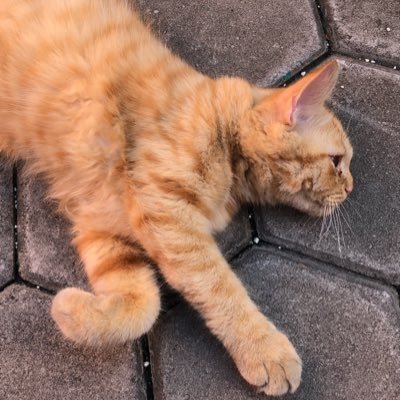 ditajengnst's profile picture. 