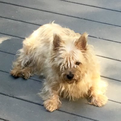 SophieAche67148's profile picture. MAGA, HUGE Animal Rights lover, pro common sense, scared of Islam. 🚫DM