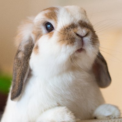 T00nVisi0nDub 🇸🇻さんのプロフィール画像
