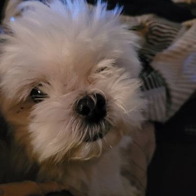 PinkPonytail97's profile picture. 