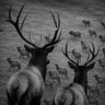 oldbull1076's profile picture. 