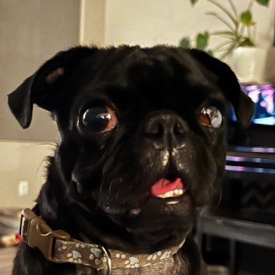 mbibbey's profile picture. have you seen my baseball??